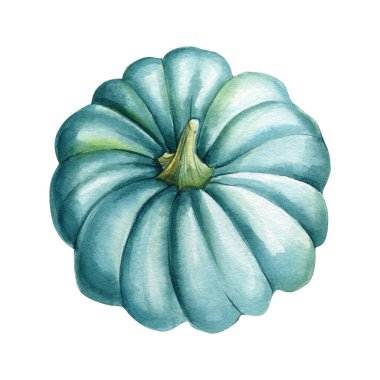 İzole edilmiş beyaz arka planda kabak yeşili, suluboya el çizimi. Yüksek kaliteli illüstrasyon