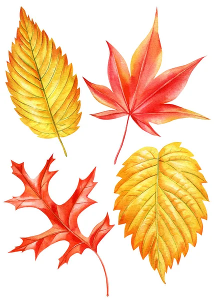 Collection Autumn Watercolor Leaves Isolated White Background Maple Leaf Red — Stock Photo, Image