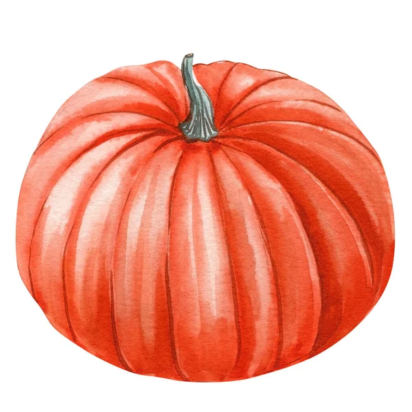 Pumpkin Isolated White Background Autumn Set Isolated White Background Watercolor — Stock Photo, Image