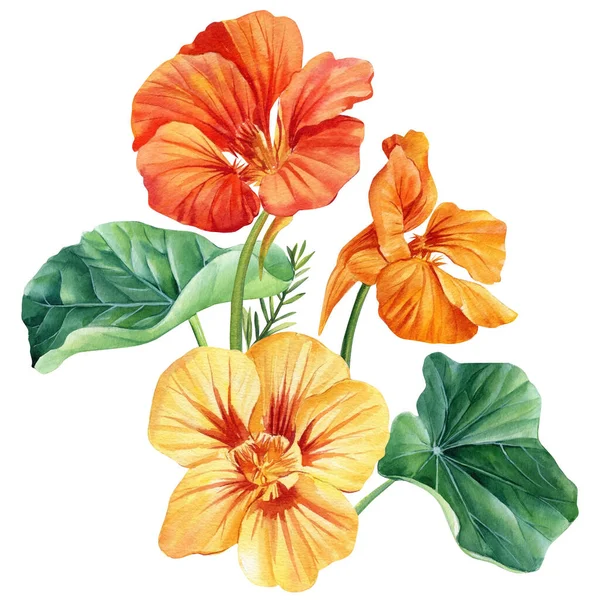 stock image Nasturtium flowers isolated on white background. Hand-drawn in watercolor, a bouquet of delicate flowers. High quality illustration