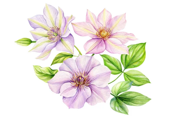 Clematis Blüht Isoliert Auf Weißem Hintergrund Blumenstrauß Aquarell Sommer Florale — Stockfoto