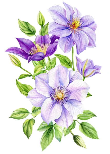Clematis Květiny Izolované Bílém Pozadí Kytice Květin Akvarel Letní Květinové — Stock fotografie