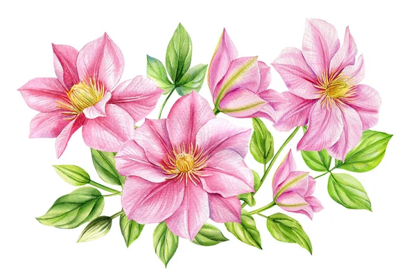 白い背景に孤立したクレマチスの花 招待状 カード デザインのための花水彩夏の花のイラストの花束 高品質のイラスト — ストック写真