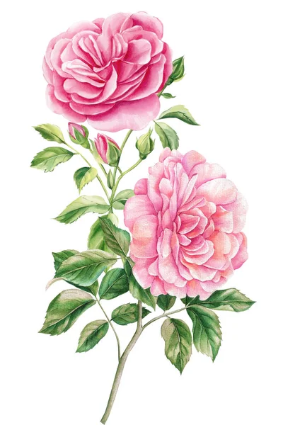 粉红色玫瑰 白色的孤立的背景 手绘花束 水彩画图案设计 高质量的例证 — 图库照片