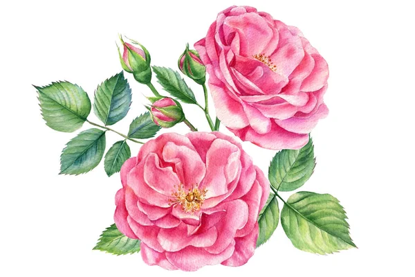 Рожева Квітка Троянди Ізольований Білий Фон Ручний Намальований Букет Квітів — стокове фото