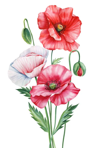 罂粟花孤立的白色背景 五彩缤纷的花束 手绘水彩画野花图解 高质量的例证 — 图库照片