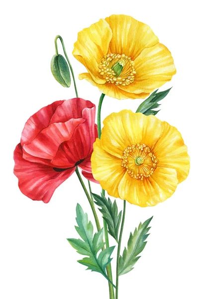 ポピー花は白い背景を孤立させます 色とりどりの花束 手描きの水彩の野花のイラスト 高品質のイラスト — ストック写真