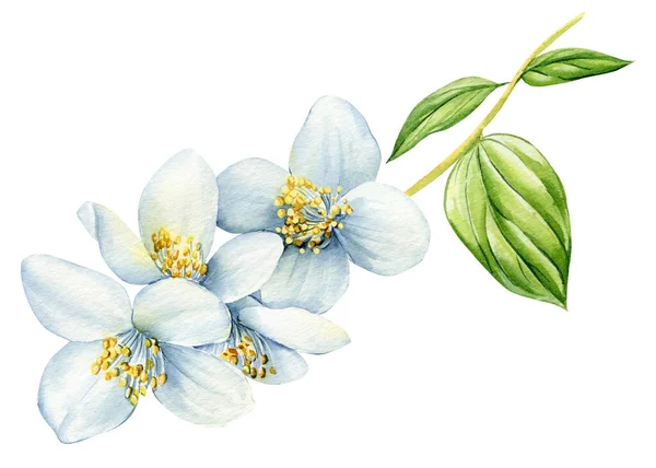 재스민꽃은 배경에 고립되어 디자인을 수채화 질높은 — 스톡 사진