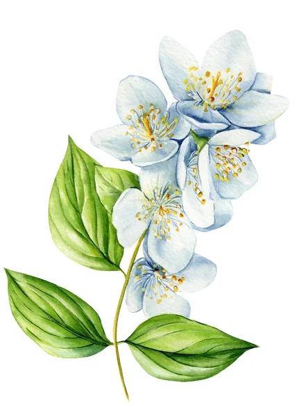 재스민꽃은 배경에 고립되어 디자인을 수채화 질높은 — 스톡 사진