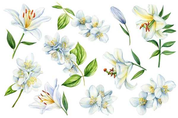 白色茉莉花和百合花在孤立的背景上 水彩画 用于邀请函 高质量的例证 — 图库照片