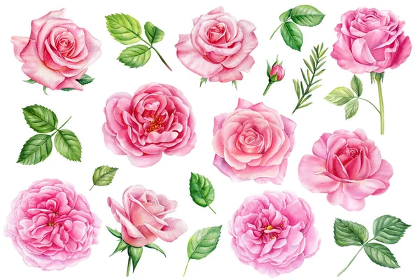 Καλοκαιρινά Σετ Από Όμορφα Λουλούδια Τριαντάφυλλα Μπουμπούκια Και Φύλλα Λευκό — Φωτογραφία Αρχείου