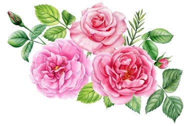 Bir dizi güzel çiçek. Beyaz arka planda güller, tomurcuklar ve yapraklar suluboya resimler, pembe çiçek unsurları. Yüksek kaliteli illüstrasyon