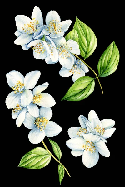 Белые Жасминовые Цветы Выделены Черном Фоне Акварель Ботанические Иллюстрации Приглашения — стоковое фото