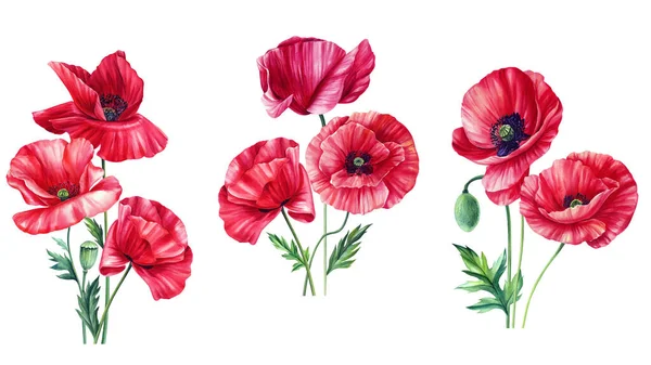 赤い花 白い背景 水彩画のイラスト 花のクリップにポピー 芽と葉 高品質のイラスト — ストック写真