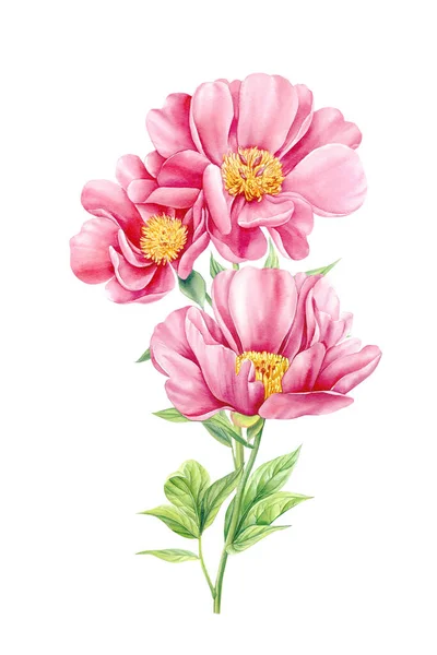 Beyaz Soyutlanmış Arka Planda Şakayıklar Suluboya Çiçekler Suluboya Çiçek Çizimi — Stok fotoğraf