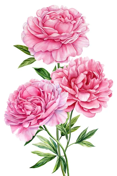 Peonies flowers on white background, watercolor illustration, flower clipart, bouquet of pink peonies. High quality illustration