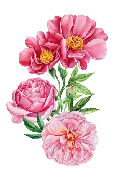 白い背景の牡丹の花 水彩画のイラスト 花のクリップアート ピンクの牡丹の花束 高品質のイラスト — ストック写真