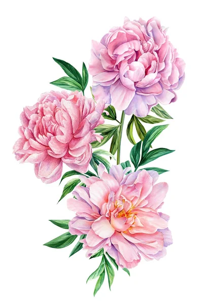 Λουλούδι Κλιπ Μπουκέτο Από Ροζ Παιώνιες Παιώνιες Λουλούδια Λευκό Φόντο — Φωτογραφία Αρχείου