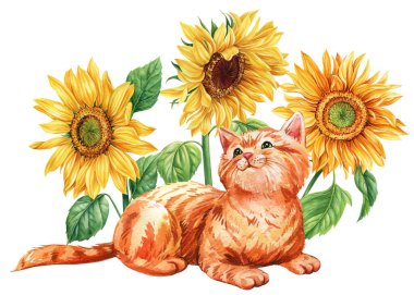 Tatlı zencefilli kedi yavrusu, çiçekler ayçiçekleri, suluboya el çizimleri. Sonbahar kompozisyonu, mutlu hayvan. Yüksek kaliteli illüstrasyon