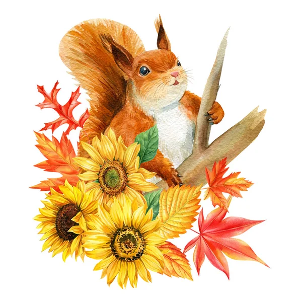 Cute Squirrel Flowers Sunflowers Leaf Maple Watercolor Hand Drawing Autumn — Stock Photo, Image