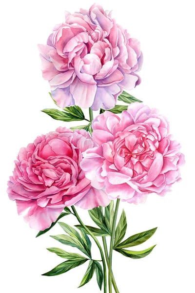 Pfingstrosen Blumen Auf Weißem Hintergrund Aquarell Illustration Blume Cliparts Strauß — Stockfoto