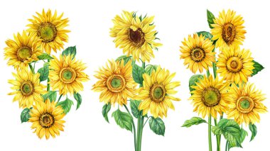 Ayçiçekleri izole edilmiş beyaz bir arkaplanda, suluboya resim, el çizimi sarı çiçekler. Yüksek kaliteli illüstrasyon