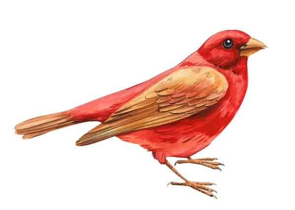 Roter Vogel Auf Isoliertem Weißem Hintergrund Aquarellmalerei Australien Vogel Hochwertiges — Stockfoto