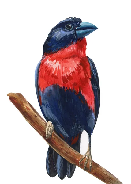 Pájaro Rojo Sobre Fondo Blanco Aislado Pintura Acuarela Aves Australia — Foto de Stock