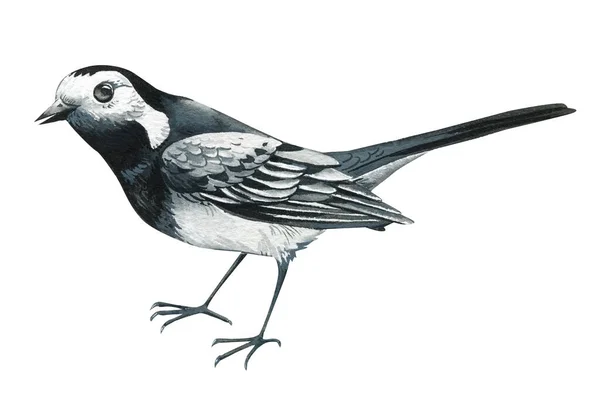 Wagtail Izolované Bílém Pozadí Akvarel Realistické Pták Ilustrace Vysoce Kvalitní — Stock fotografie