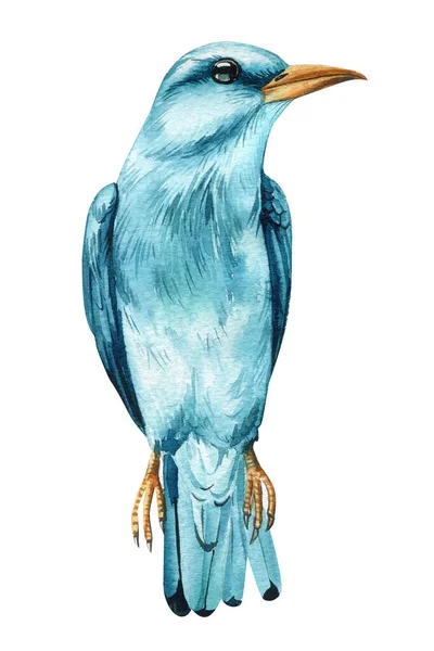 Akvarell Kék Madár Nyári Kézzel Festett Illusztráció Madarak Elszigetelt Fehér — Stock Fotó