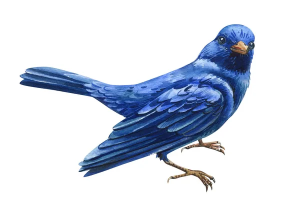 Akwarela Niebieski Ptak Letni Ręcznie Malowane Ilustracji Ptaków Izolowanych Białym — Zdjęcie stockowe