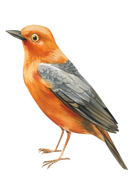 Uccello Fringuello Isolato Sfondo Bianco Robin Uccello Acquerello Realistico Illustrazione — Foto Stock