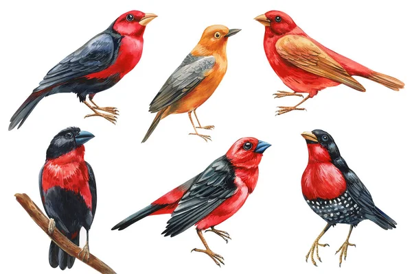 Definir Pássaros Fundo Branco Isolado Aquarela Mão Desenhado Pássaro Realista — Fotografia de Stock