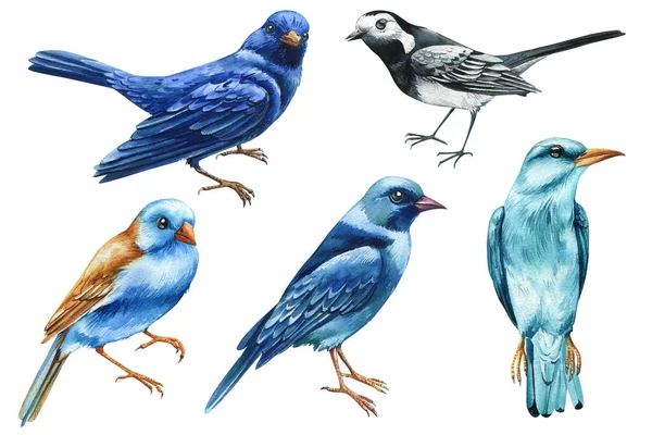 Υδατογραφία Μπλε Πουλί Καλοκαιρινή Ζωγραφισμένη Στο Χέρι Απεικόνιση Πουλιά Που — Φωτογραφία Αρχείου