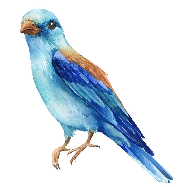 Akwarela Niebieski Ptak Letni Ręcznie Malowane Ilustracji Ptaków Izolowanych Białym — Zdjęcie stockowe