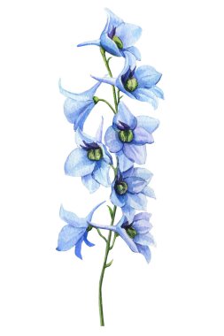Mavi çiçek. Suluboya el çizim seti, botanik illüstrasyon. Delphinium. Yüksek kaliteli illüstrasyon