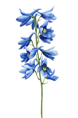 Mavi çiçek. Suluboya el çizim seti, botanik illüstrasyon. Delphinium. Yüksek kaliteli illüstrasyon