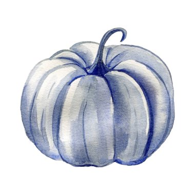 İzole edilmiş beyaz arka planda beyaz balkabağı suluboya çizimi, el çizimi. Yüksek kaliteli illüstrasyon