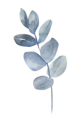 Flora, sonbahar suluboya okaliptüs yaprağı beyaz arka planda izole edilmiş. Botanik bitki örtüsü. Yüksek kaliteli illüstrasyon