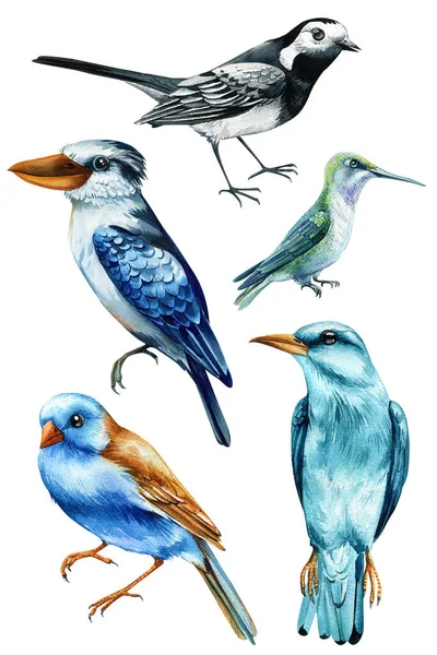 Set Aves Acuarela Ilustración Pintada Mano Con Ave Aislada Sobre — Foto de Stock