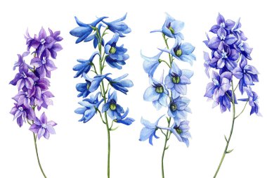 Mavi çiçek. Suluboya el çizim seti, botanik illüstrasyon. Delphinium. Yüksek kaliteli illüstrasyon