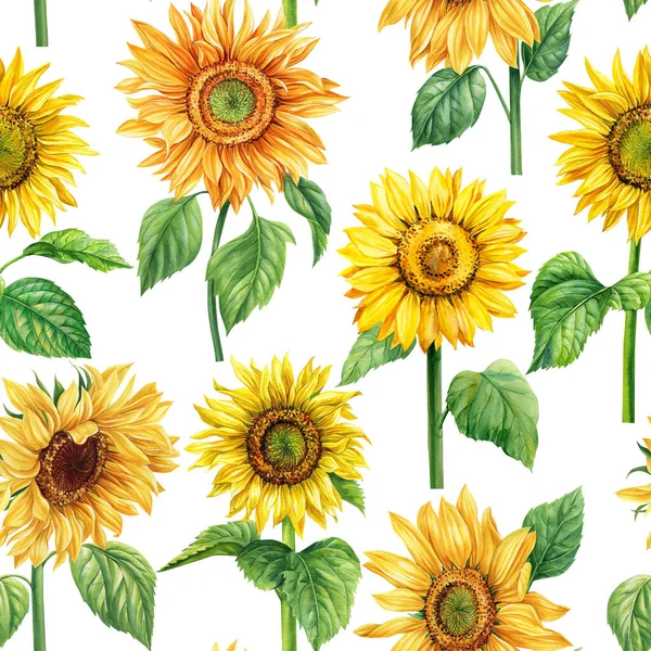 watercolor sunflowers seamless pattern. Flora for wallpapers, postcards, greeting cards, wedding card. Floral design. High quality illustration