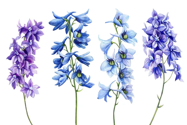 Blue flower. Watercolor hand drawing flowers set, botanical illustration. Delphinium. High quality illustration