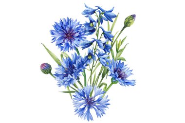 Mavi çiçek. Suluboya el flora çizimi, botanik çizimi. Cornflower ve Delphinium çiçeği. Yüksek kaliteli illüstrasyon