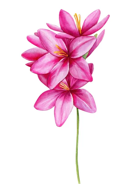Acuarela Flores Silvestres Ixia Elemento Aislado Floral Para Boda Invitación —  Fotos de Stock