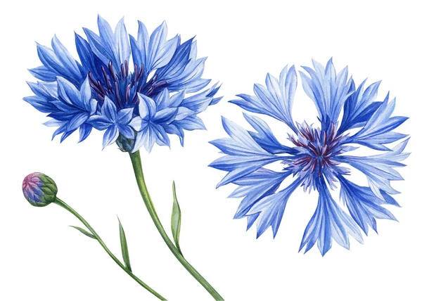 Akvarell Kék Virág Kukoricavirág Kézzel Festett Vadvirágok Mezei Virág Elszigetelt — Stock Fotó