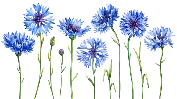 Kwiat Trawa Pąki Ręcznie Malowane Kwiat Kukurydzy Dzikie Kwiaty Akwarela — Zdjęcie stockowe