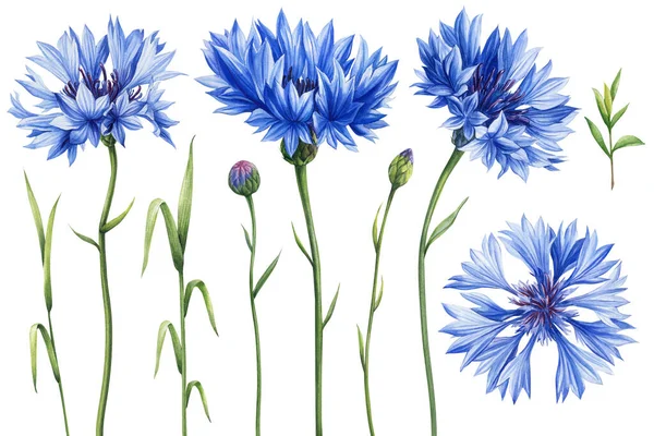 Akwarelowy Niebieski Kwiat Kukurydza Ręcznie Malowane Dzikie Kwiaty Pole Kwiat — Zdjęcie stockowe