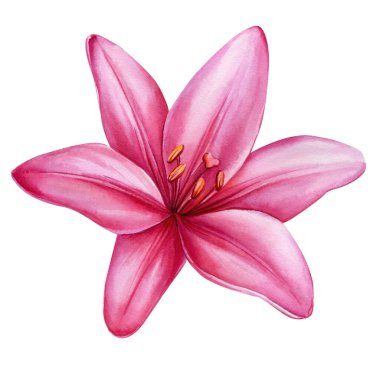 Pembe zambak, izole edilmiş beyaz arka planda güzel bir çiçek suluboya çizimi, botanik resim. Yüksek kaliteli illüstrasyon
