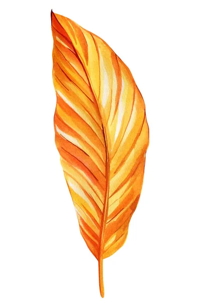 Autumn Tropical Leaf Watercolor Botanical Illustration Orange Palm Leaves Isolated — Stock Photo, Image